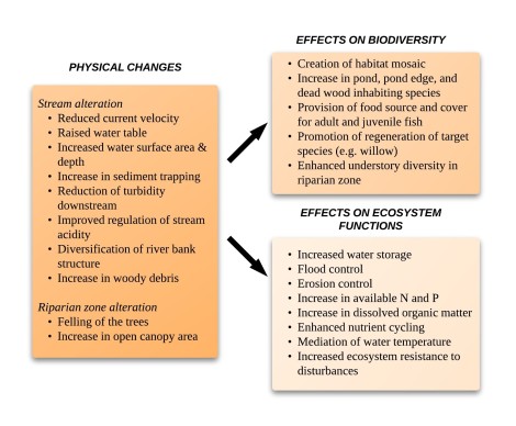 Figure 1 The most important changes to stream channel and riparian zone as a result of beaver activity, and effects these physical changes have on the biodiversity of the area and ecosystem functions. Adapted from Naiman et al. (1988), Gurnell (1998), Salmon and Trout Association (2002) and USDA Forest Service (2007). 