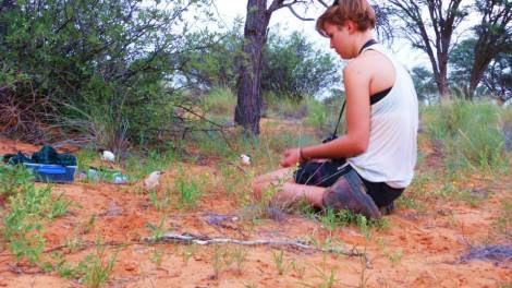 Studying babblers in Kalahari. Image courtesy of Rute Mendonca. 